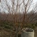 红叶碧桃8~10cm2.5~3米