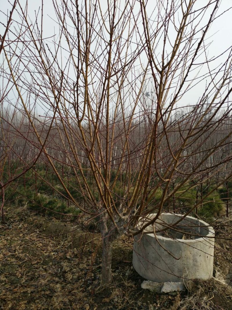 红叶碧桃8~10cm2.5~3米