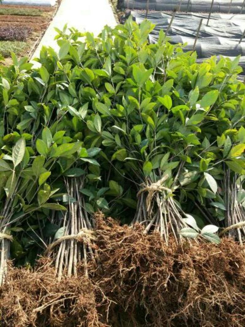 精品桂花小苗，四季桂小苗，红桂苗，桂花种植基地