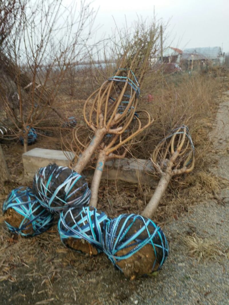 红叶碧桃8~10cm2.5~3米