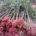 精品桂花小苗，四季桂小苗，红桂苗，桂花种植基地