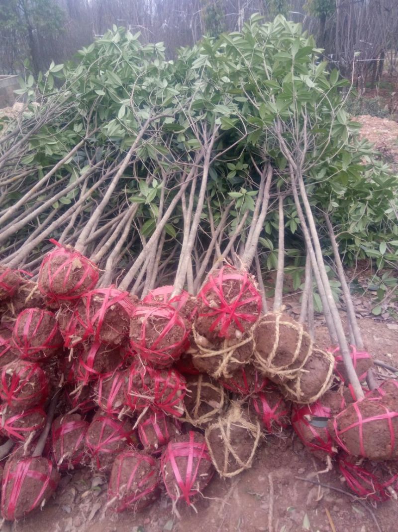 精品桂花小苗，四季桂小苗，红桂苗，桂花种植基地