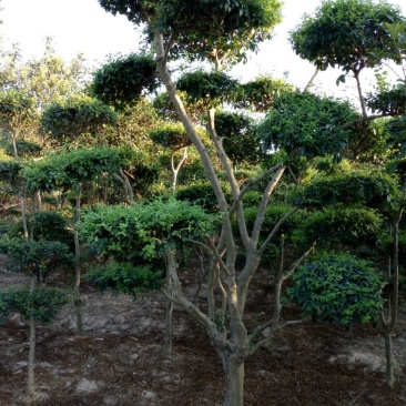 造型树，河南省潢川县宏昌苗圃场直销各种规格造型树