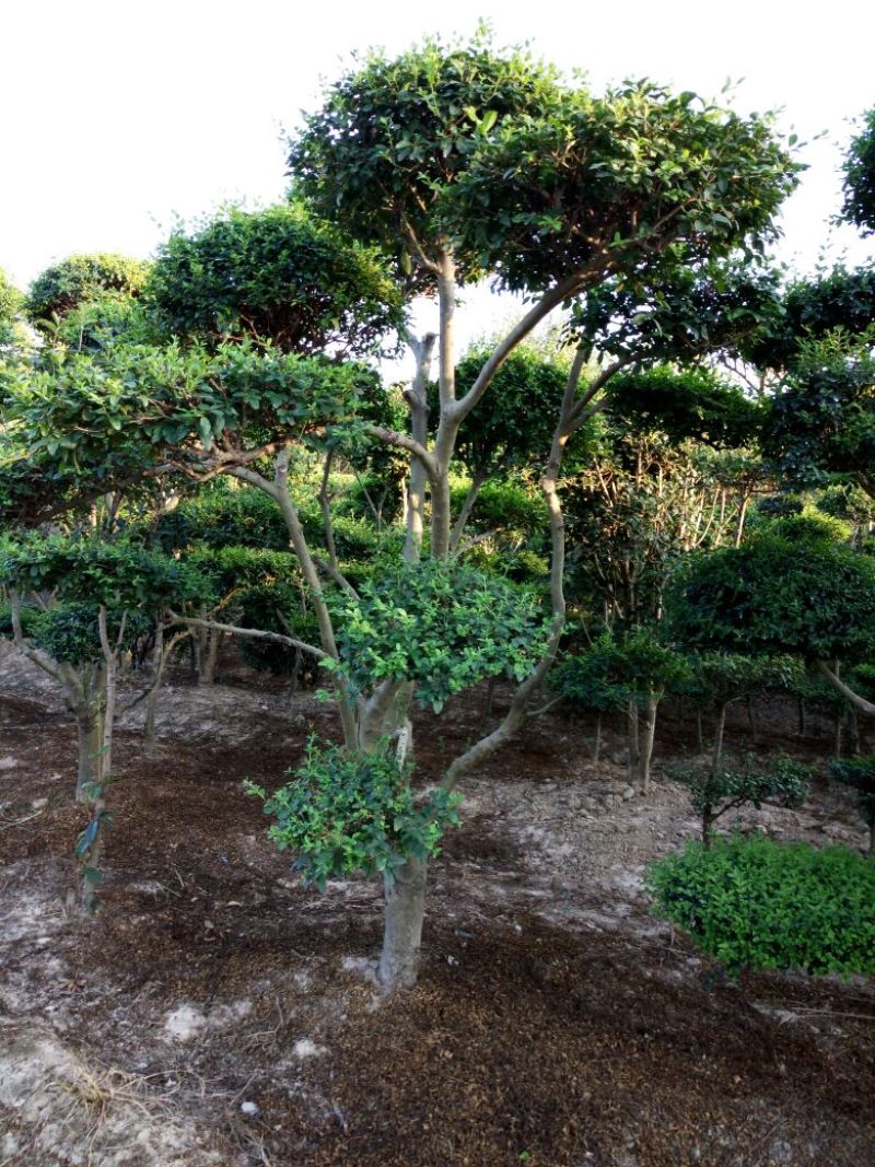 造型树，河南省潢川县宏昌苗圃场直销各种规格造型树