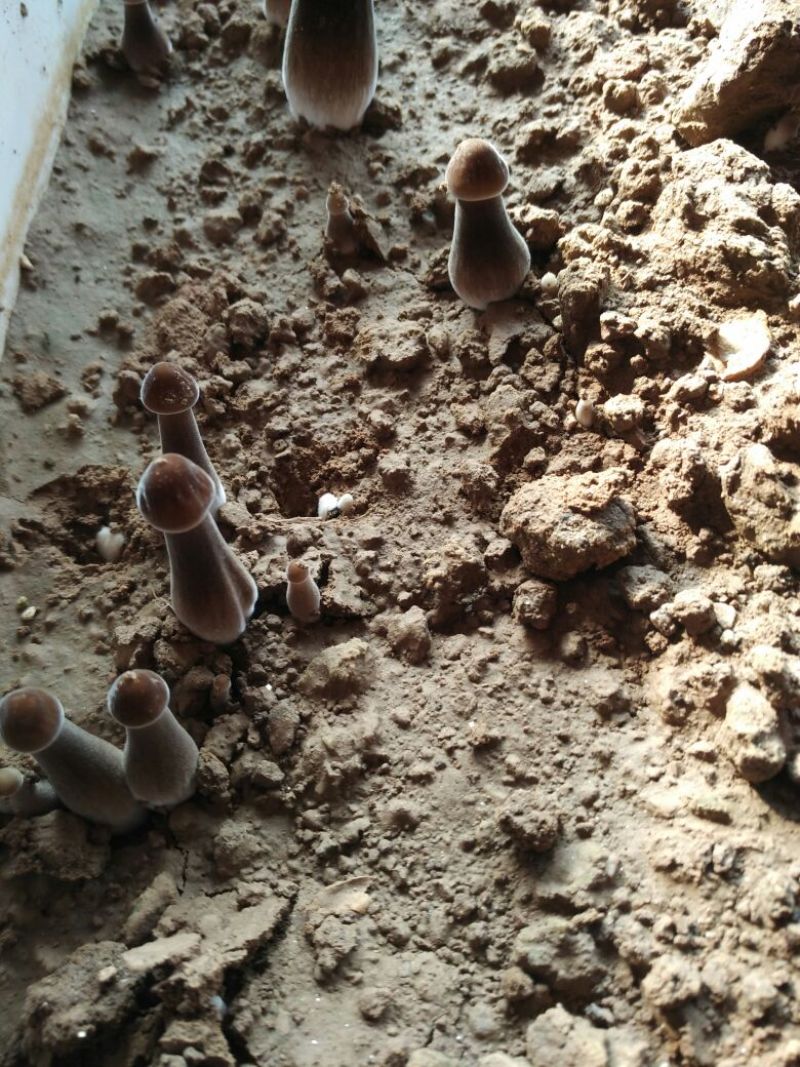 黑皮鸡枞特级