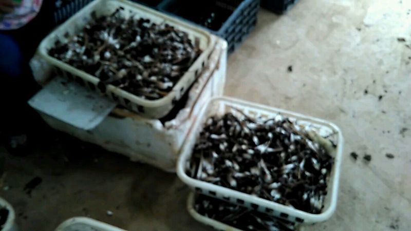 黑皮鸡枞特级