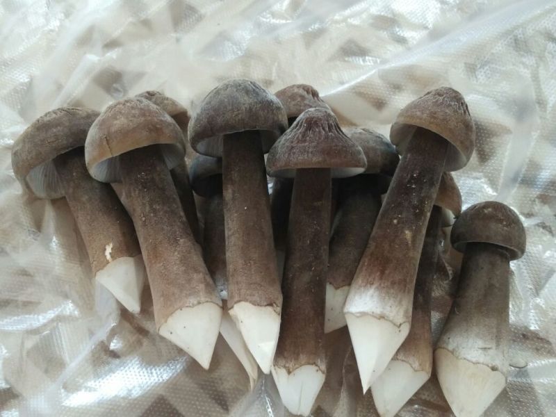 黑皮鸡枞二级