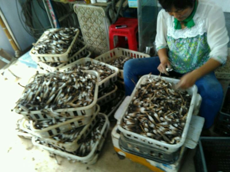 黑皮鸡枞二级