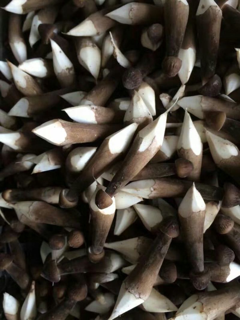 黑皮鸡枞二级