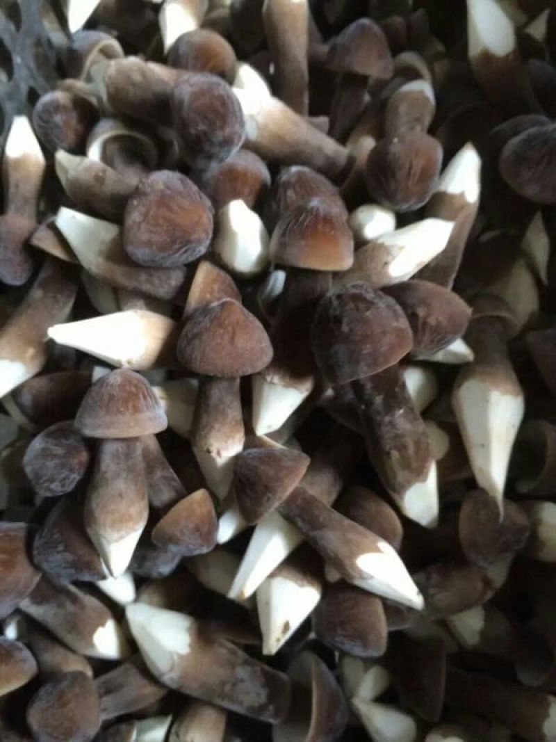 黑皮鸡枞二级