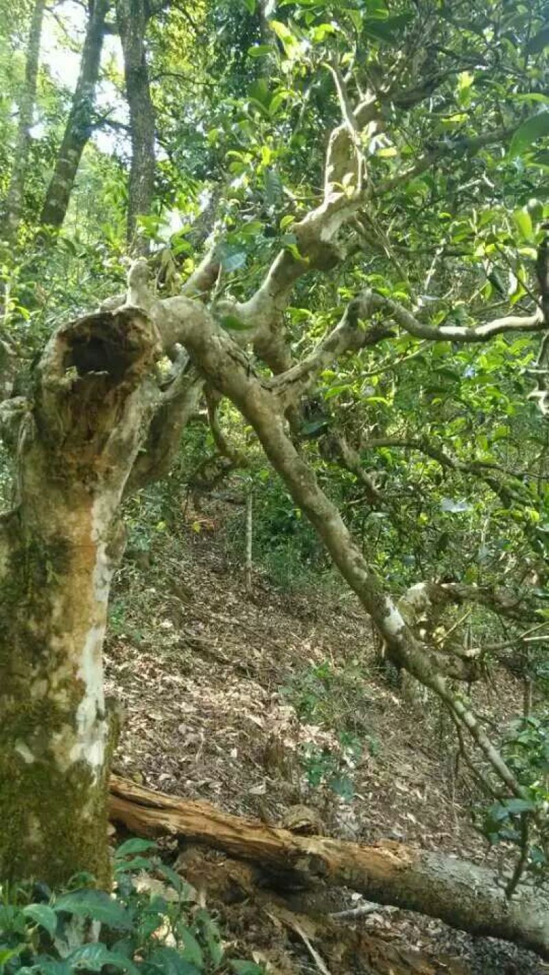 普洱茶