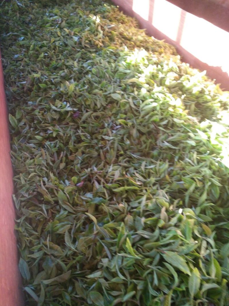普洱茶