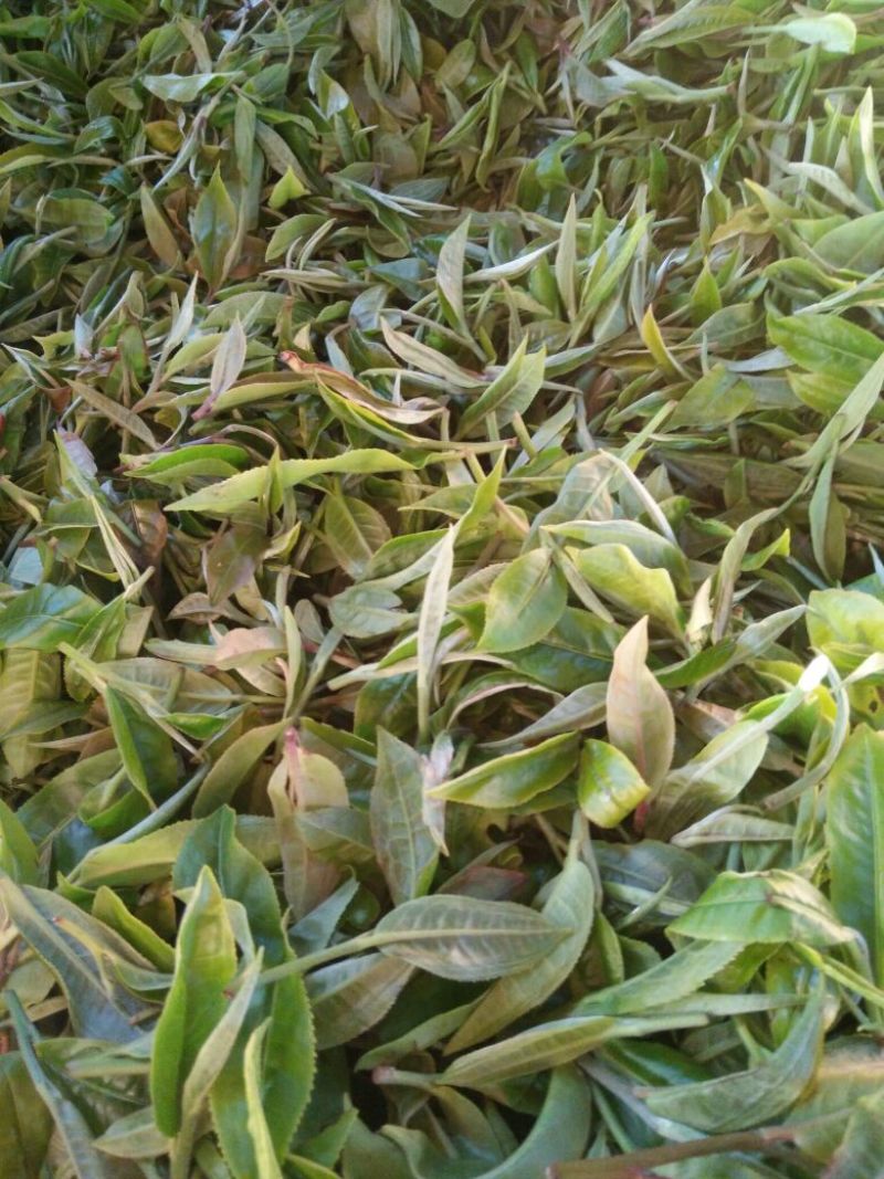 普洱茶