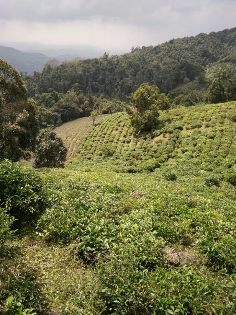 普洱茶