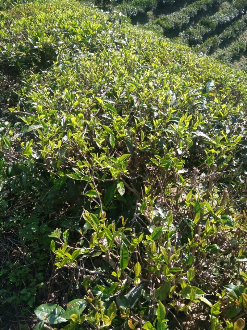 普洱茶