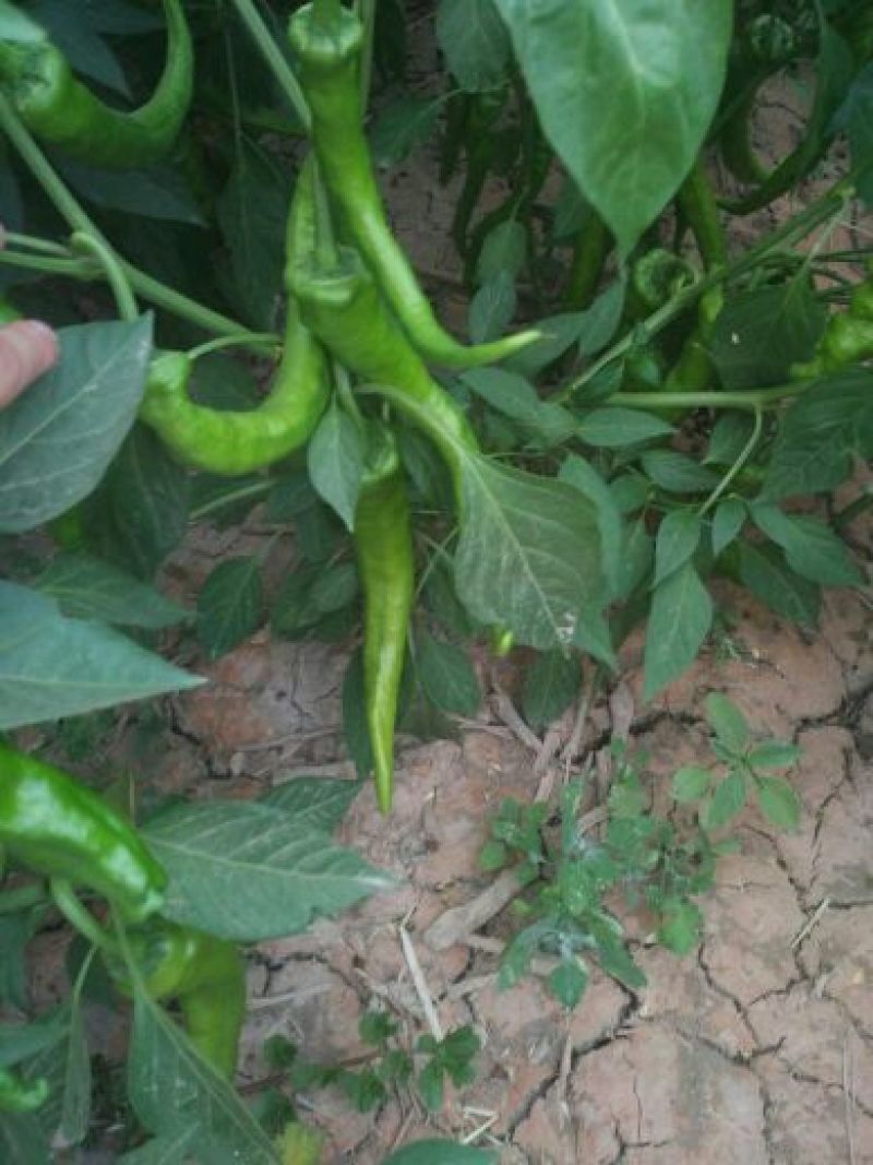 鲜辣椒10~15厘米中辣黄