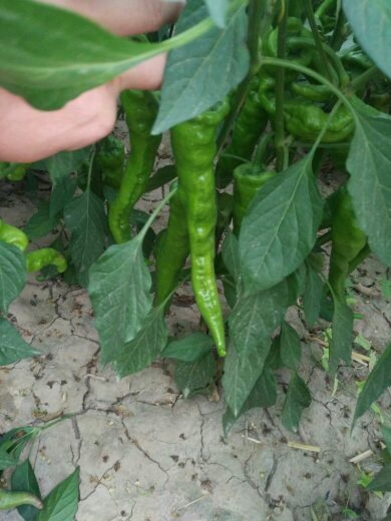 鲜辣椒10~15厘米中辣黄