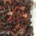 龙虾8~12只/kg