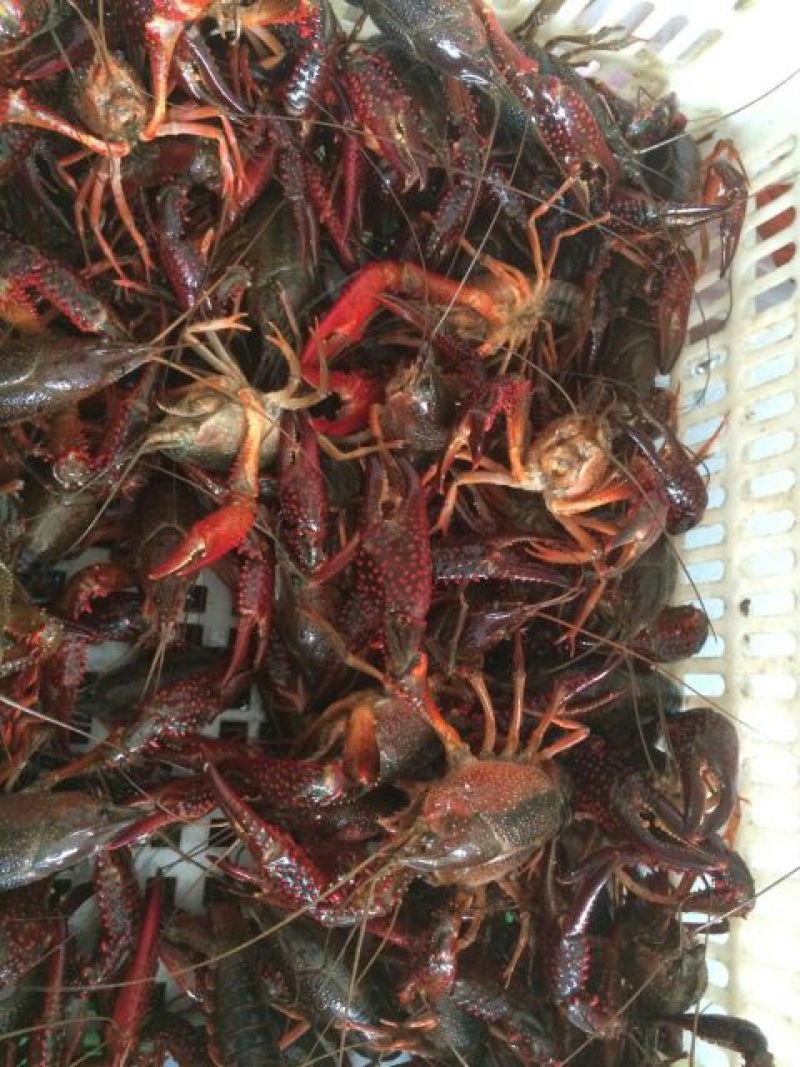龙虾8~12只/kg