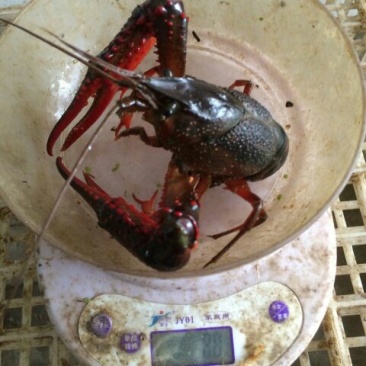 龙虾8~12只/kg
