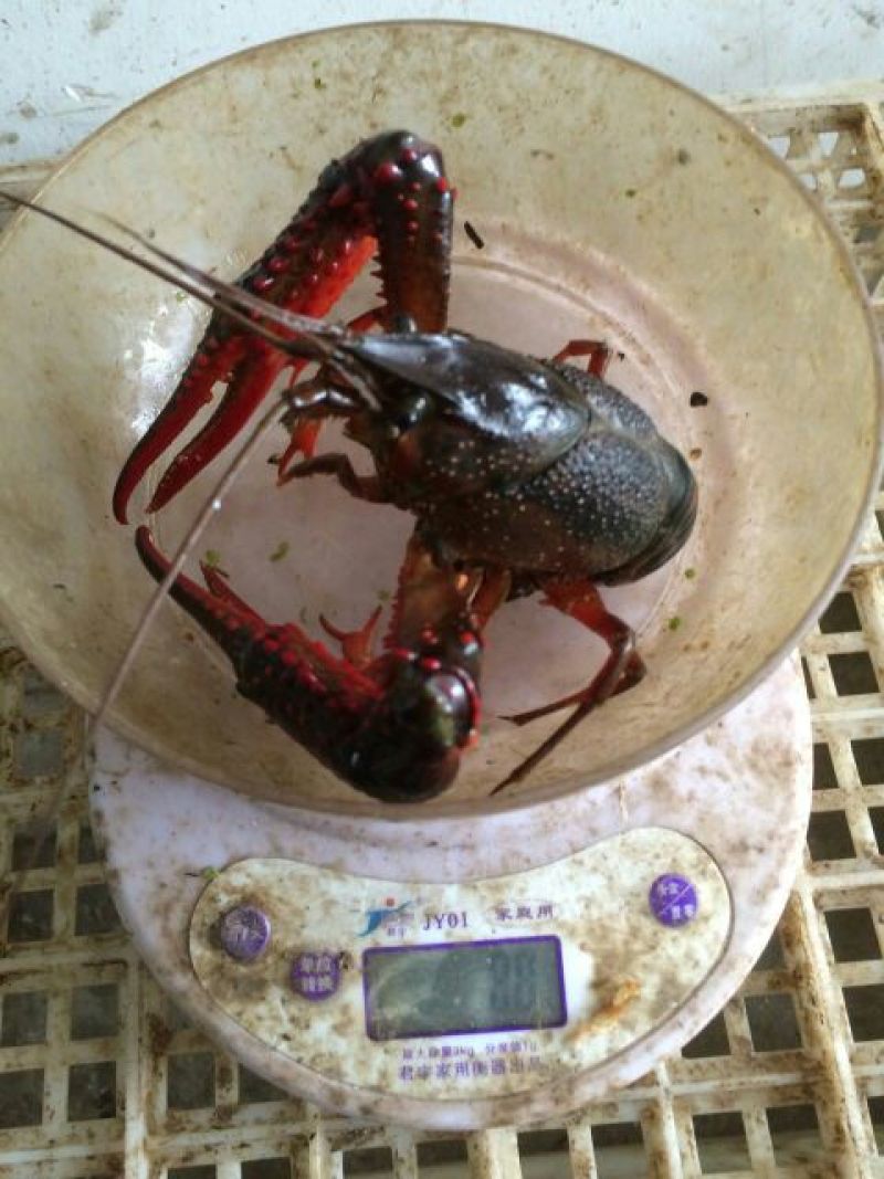 龙虾8~12只/kg