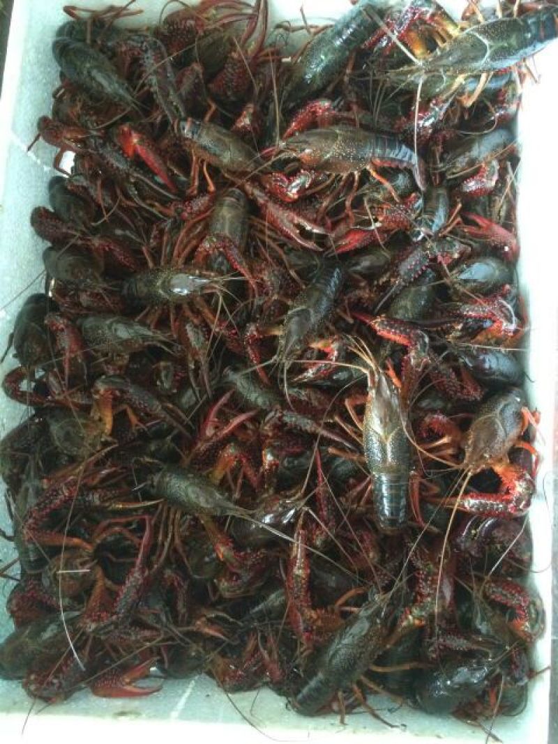 龙虾8~12只/kg