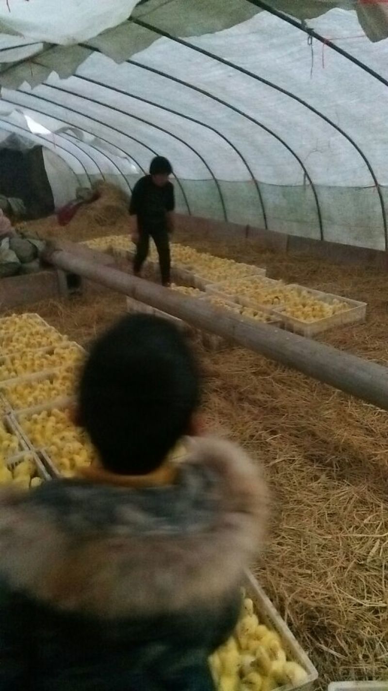 皖西白鹅苗250g以下
