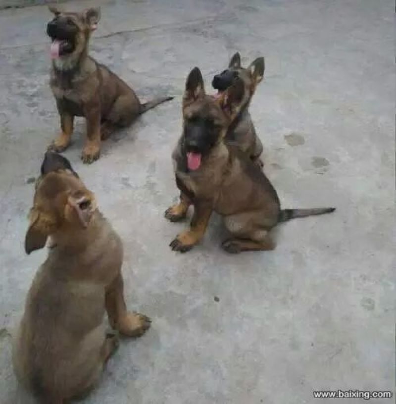 马犬公