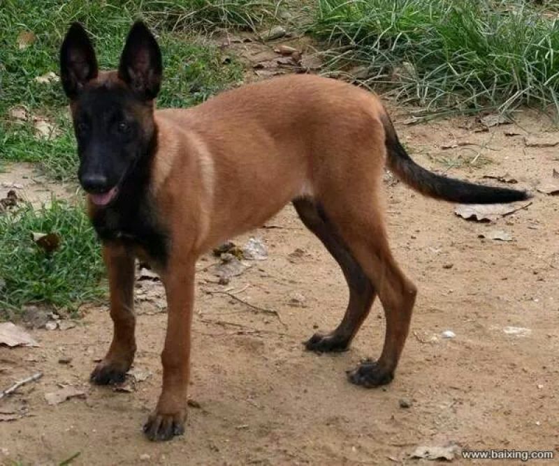 马犬公