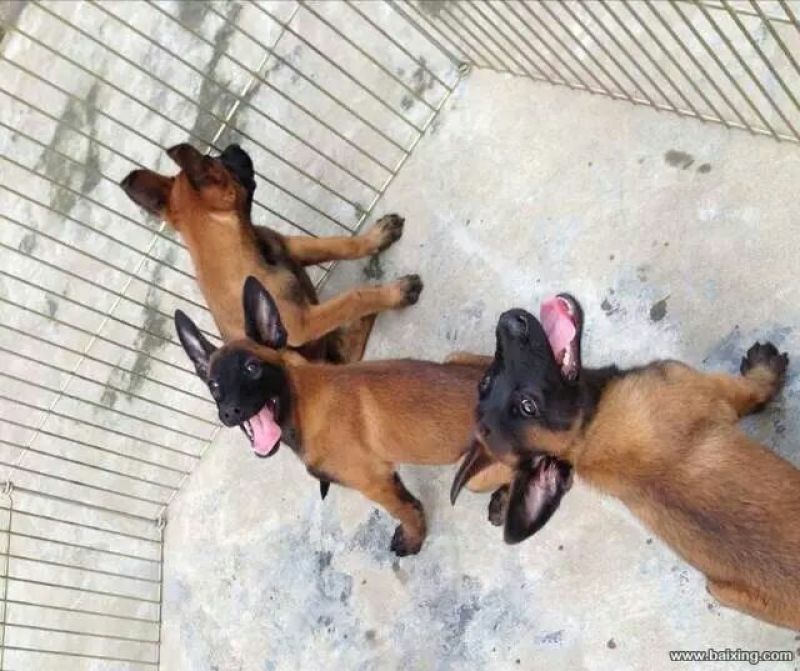 马犬公