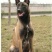 马犬公