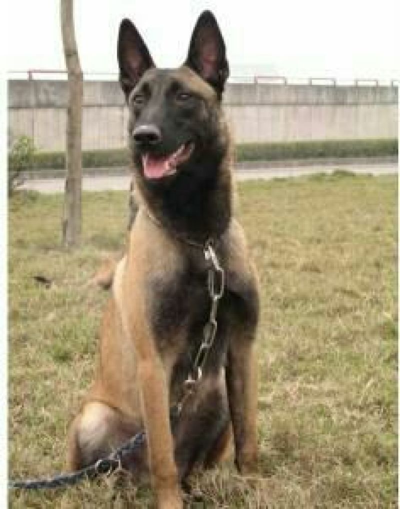 马犬公