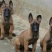 马犬公