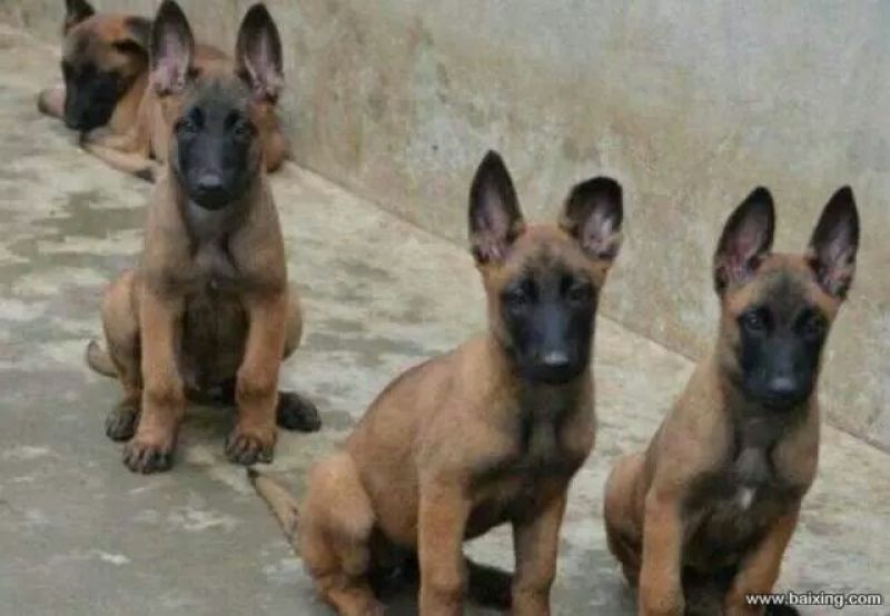 马犬公