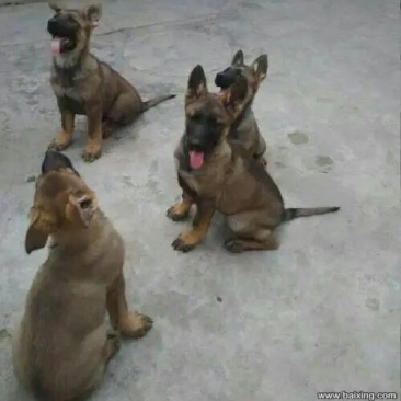 马犬公