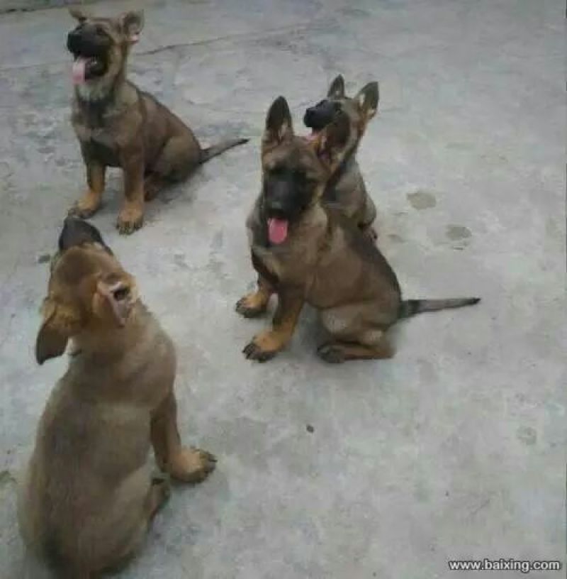 马犬公