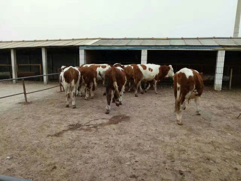 鲁西黄牛肉牛犊利木赞牛犊三元杂交牛肉牛犊价格