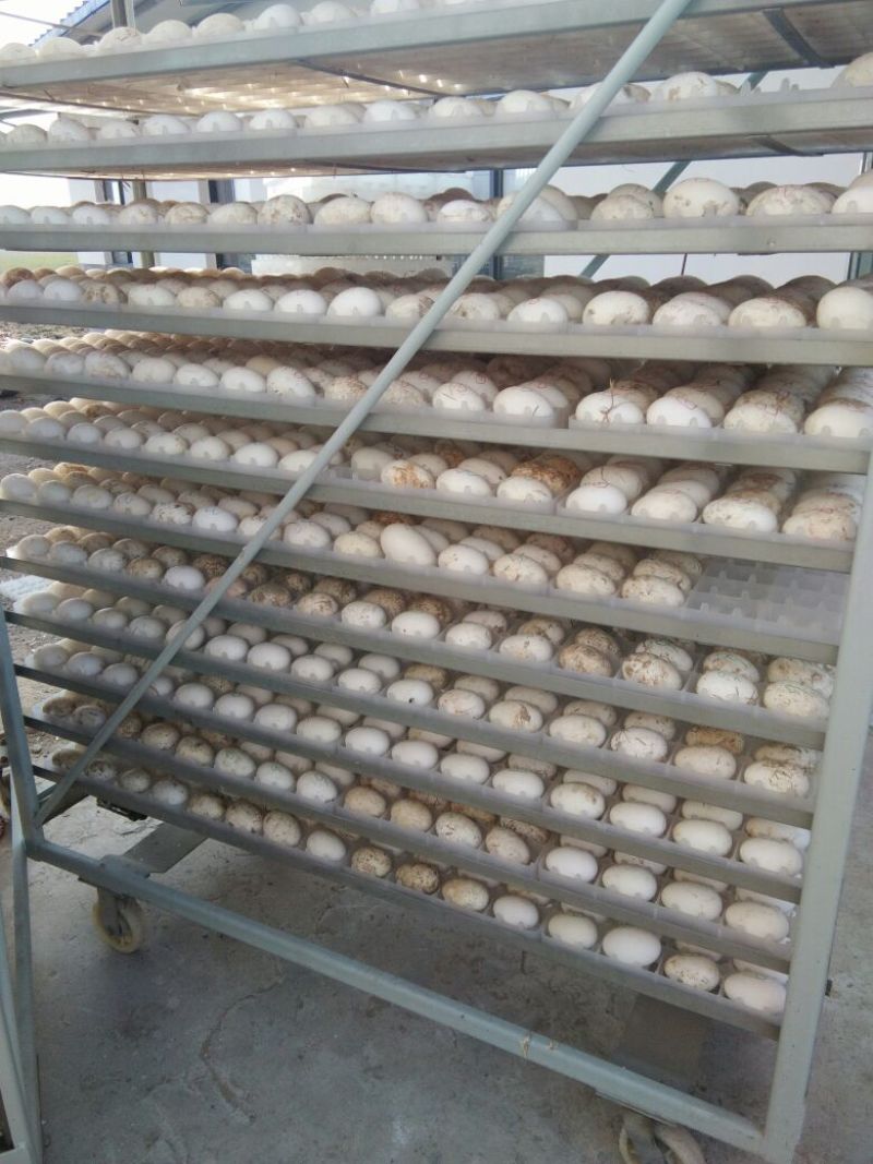皖西白鹅鹅苗250g以下