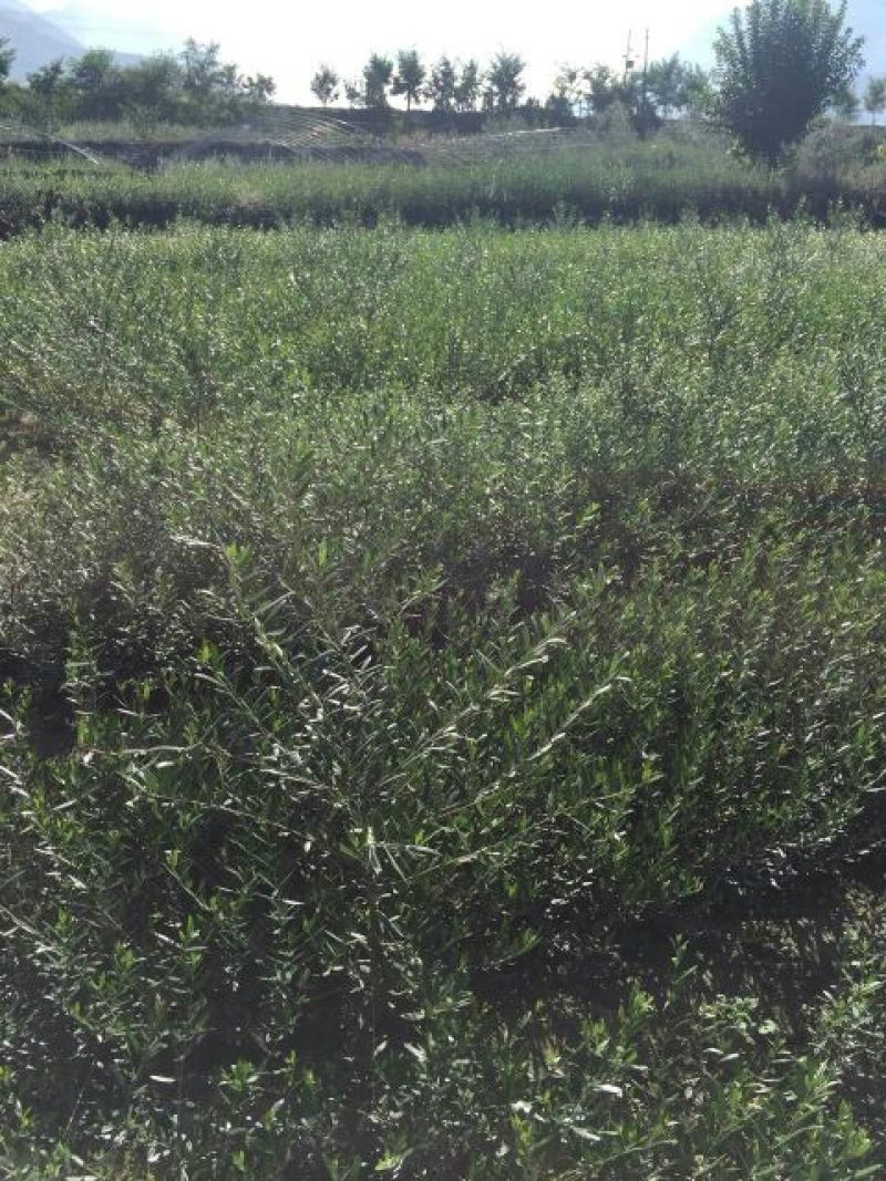 地径1cm带营养钵油橄榄苗