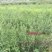 地径0.5-0.8cm橄榄树苗