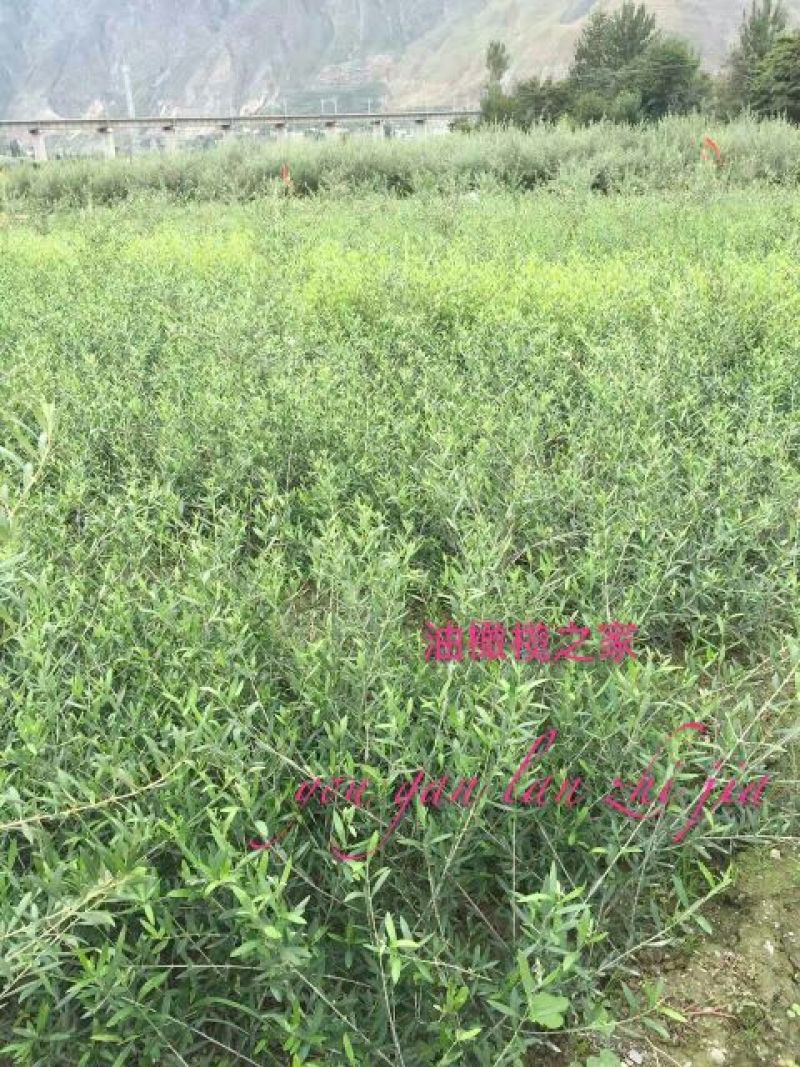 地径0.5-0.8cm橄榄树苗