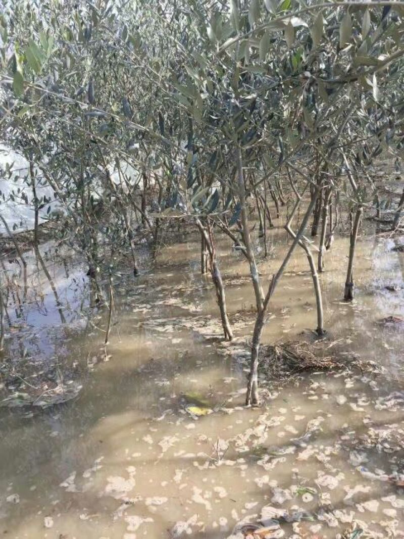 地径0.5-0.8cm橄榄树苗