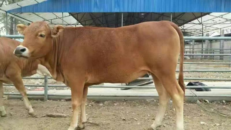肉驴苗300斤