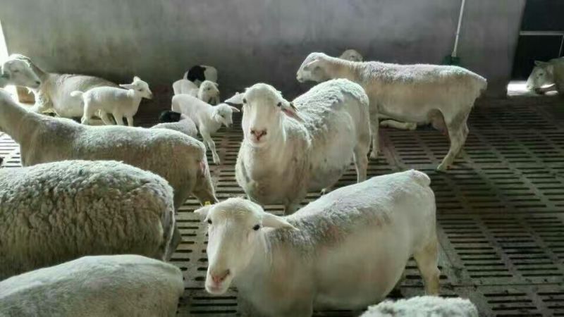 肉驴苗300斤