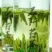 石阡苔茶特级
