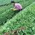 石阡苔茶特级