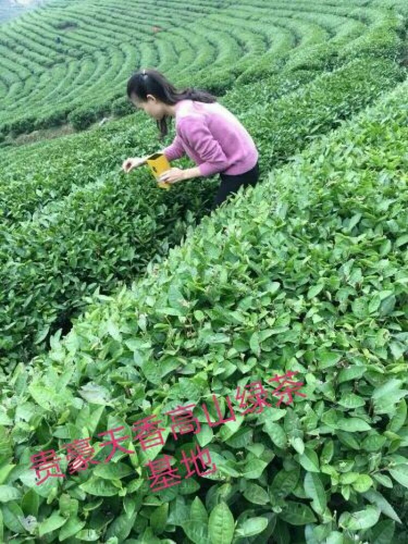石阡苔茶特级
