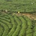 石阡苔茶特级