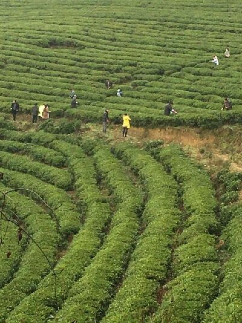 石阡苔茶特级