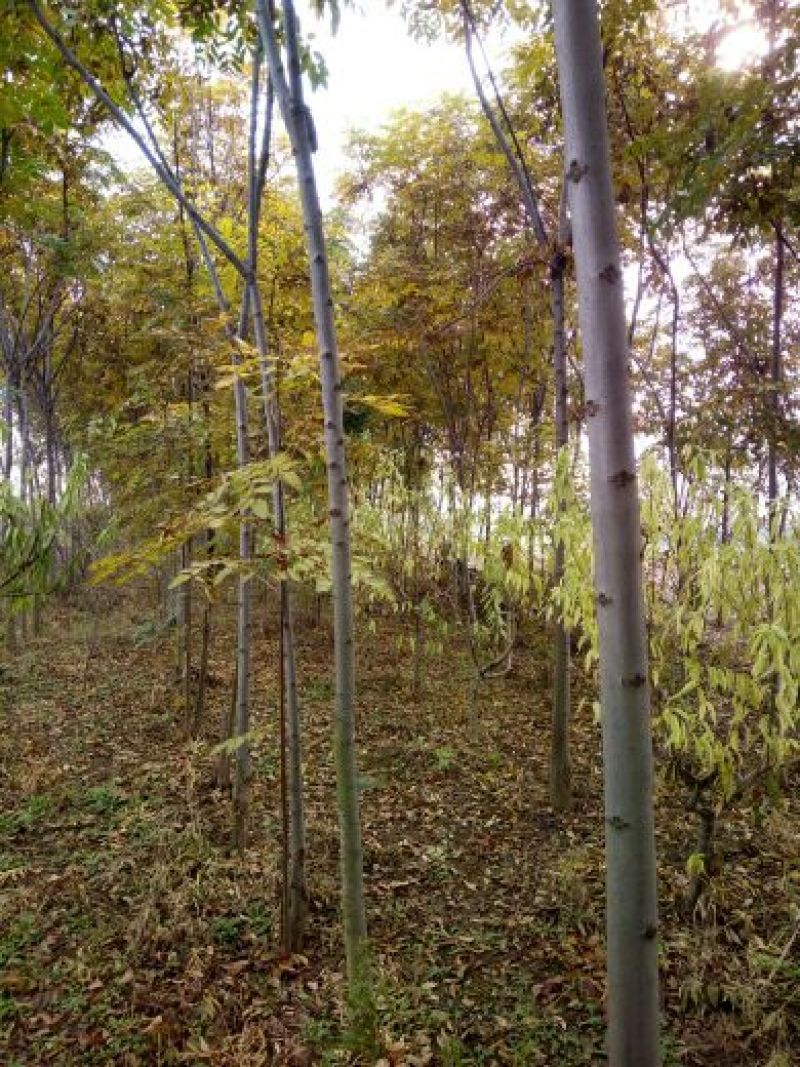 栾树6~8cm6~8cm2.5~3米